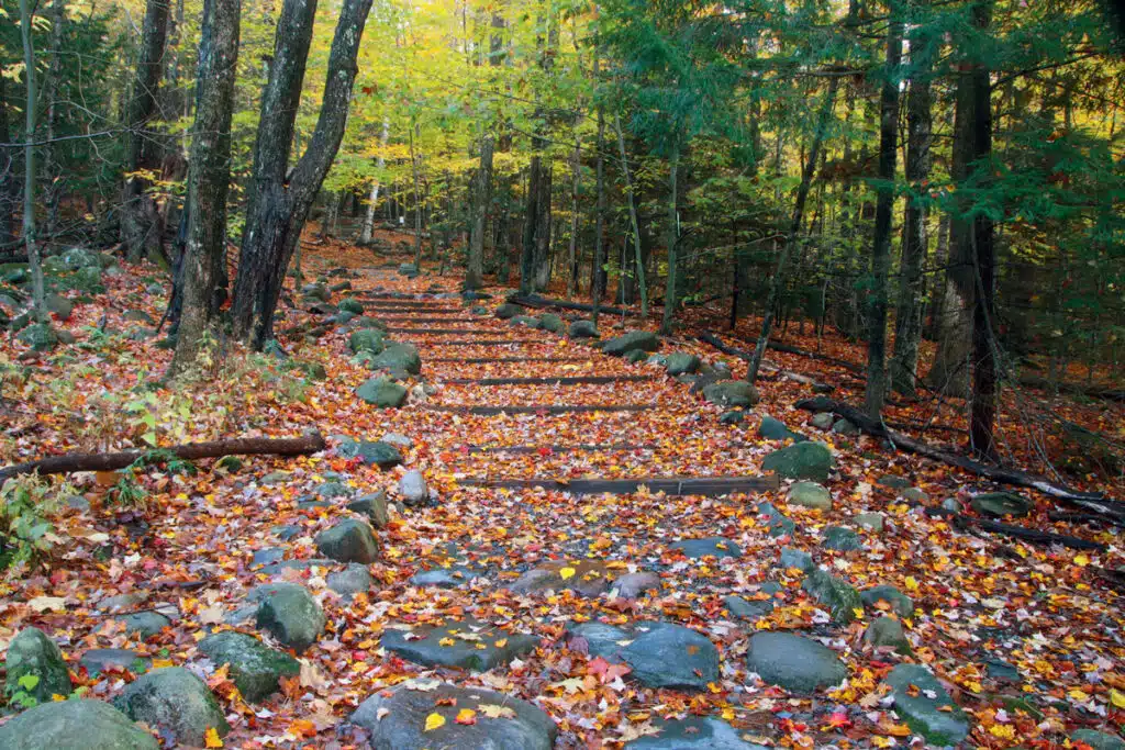 Stone path covered in colorful autumn leaves winding through a forest with trees and rocks.