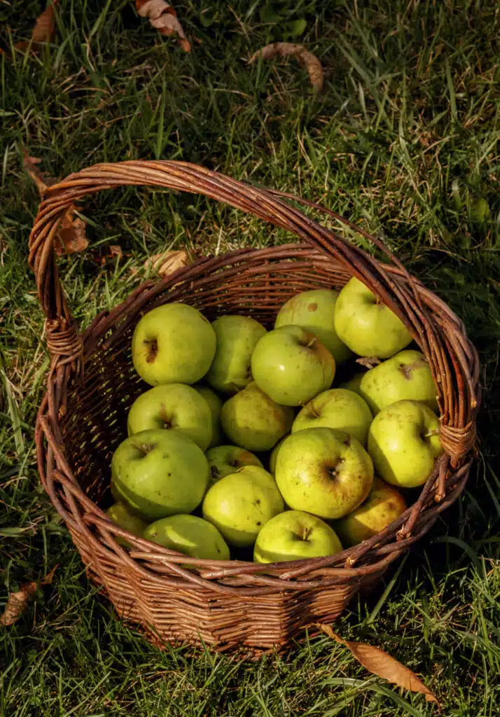 A wicker basket filled with green apples sits on grass in sunlight.