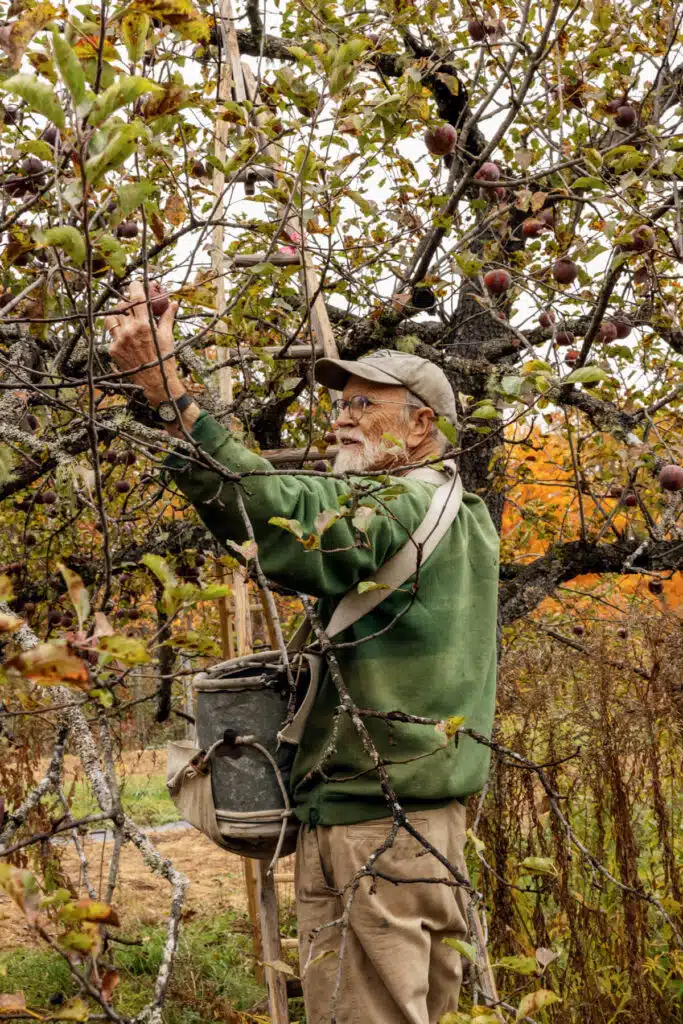 Older man in a cap picks apples from a tree, holding a bucket, surrounded by autumn foliage.
