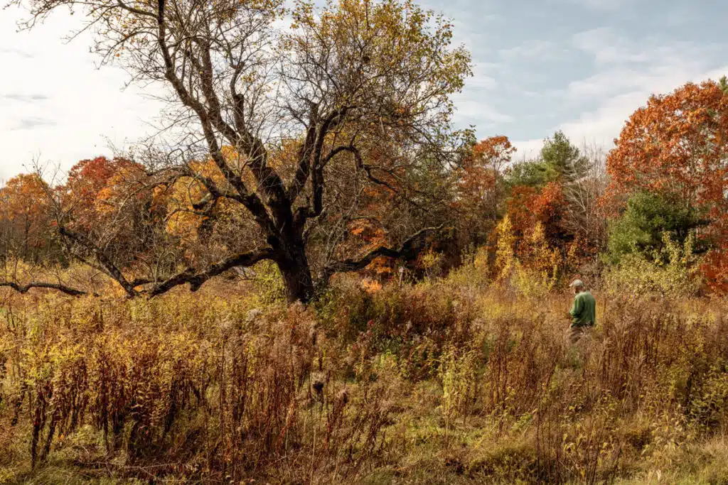 A person in a green shirt walks through a field with tall grass and autumn trees under a partly cloudy sky.