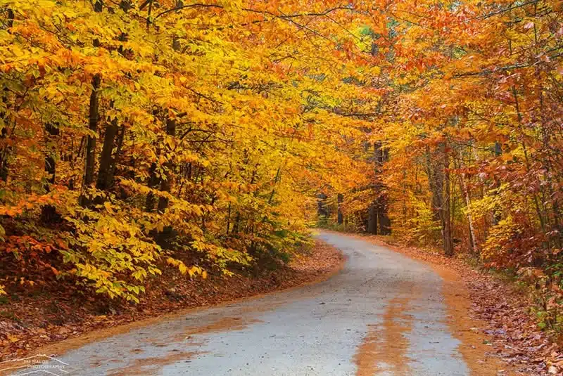Winding road through a forest with vibrant yellow, orange, and red autumn leaves on trees and ground.