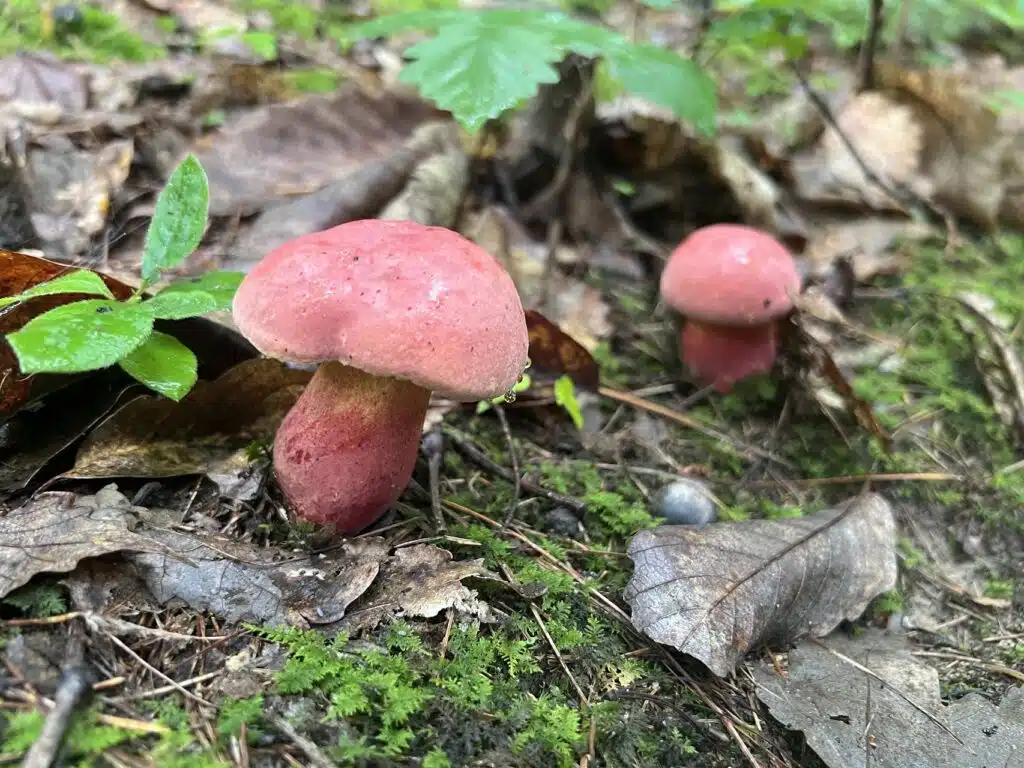 Two pink mushrooms growing among green moss, fallen leaves, and plants on a forest floor.