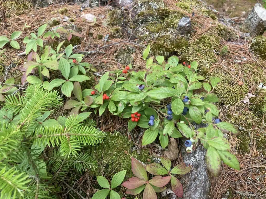Green plants with clusters of red and blue berries growing on a mossy forest floor with pine needles.