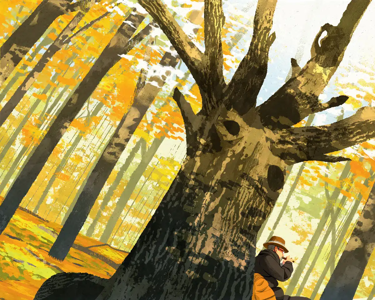 The Old Sugar Maple
