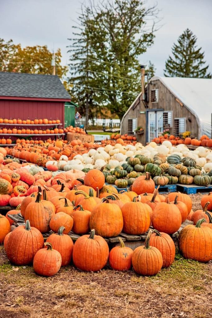 Dozens of pumpkins of various sizes and colors are arranged outside barns at a pumpkin patch.