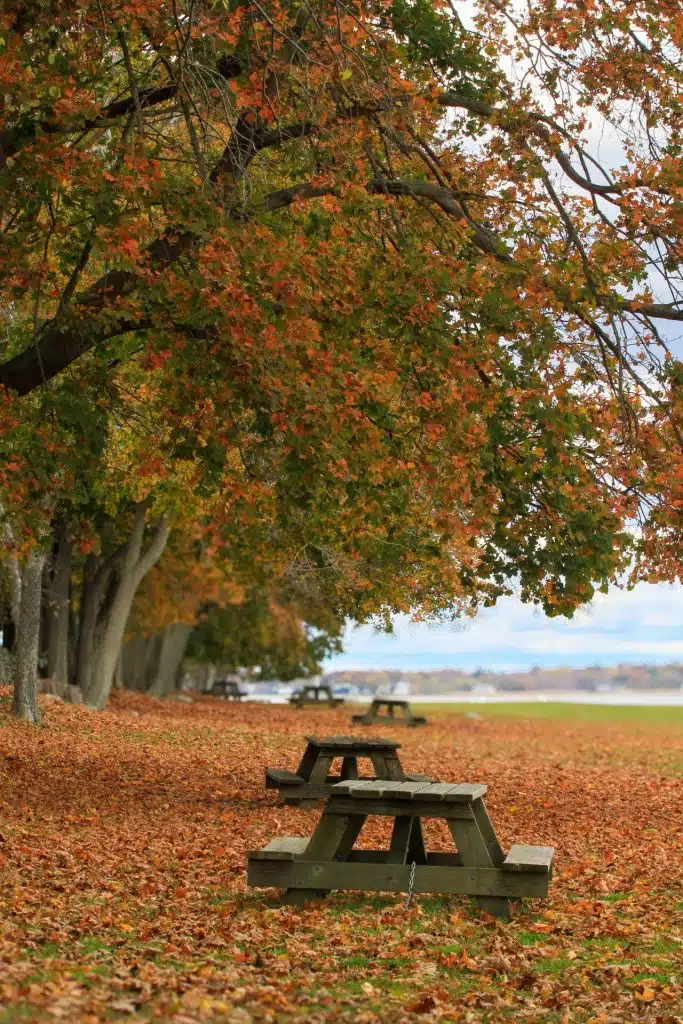 5 New England Coastal Towns to Visit for Fall Foliage. Picnic tables under trees with autumn leaves, fallen foliage covers the ground, and a lake in the background.