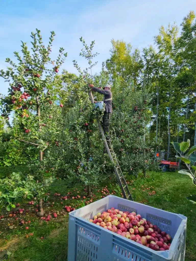 Person on ladder picks apples from tree; large bin of apples in foreground, more trees and tractor in background.