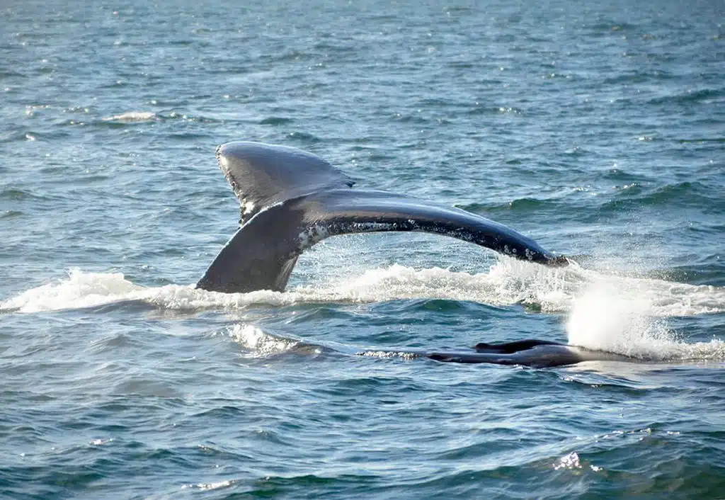 A whale’s tail is visible above the ocean surface as it swims.