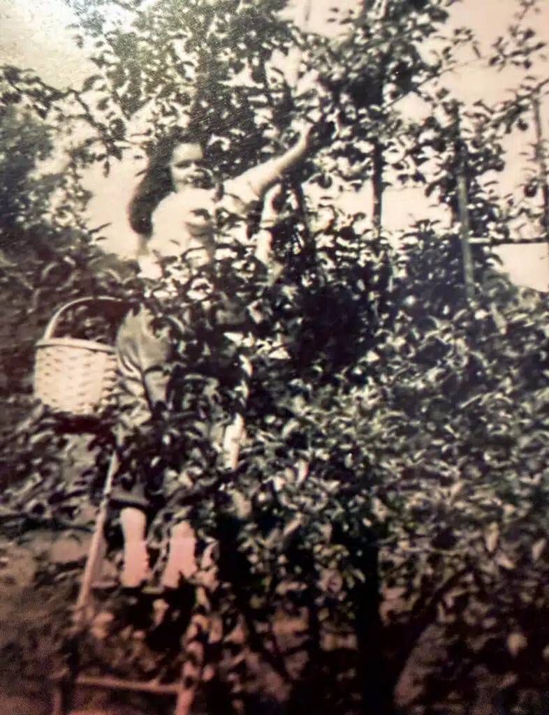 A person on a ladder picks fruit from a tree with a basket hanging at their side.