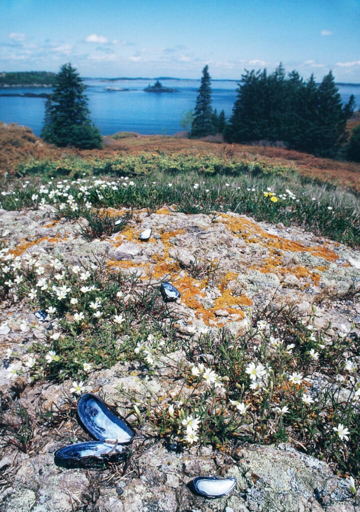 White wildflowers and mussel shells on a rocky shoreline overlooking a coastal bay.