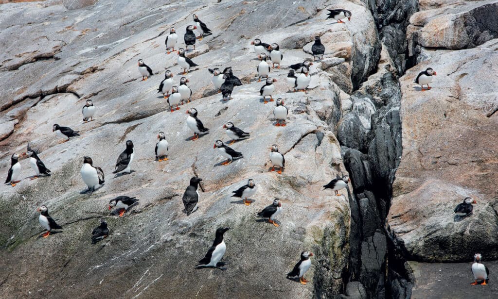 A large colony of Atlantic puffins standing on rocky coastal cliffs.