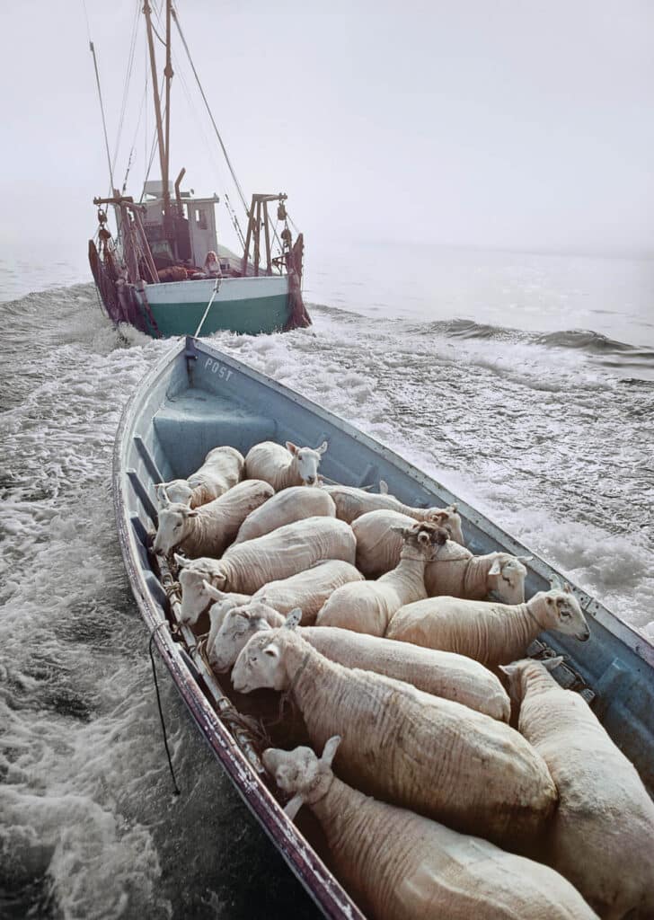 A fishing boat towing a small boat filled with many sheep across the water.