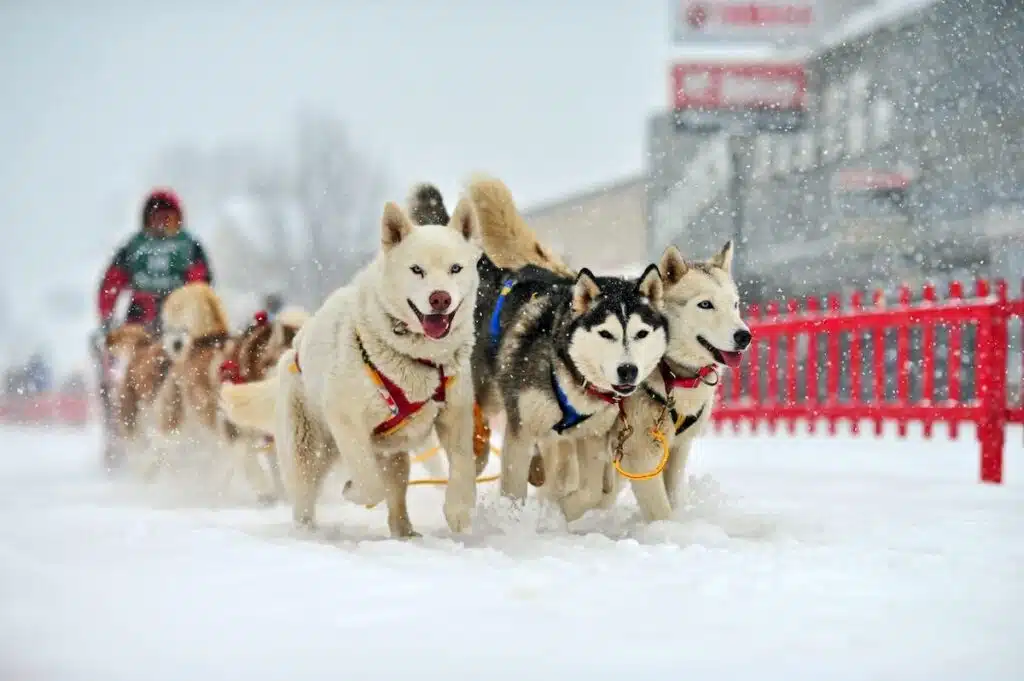 A team of sled dogs running through snow, pulling a sled with a musher behind them in winter.
