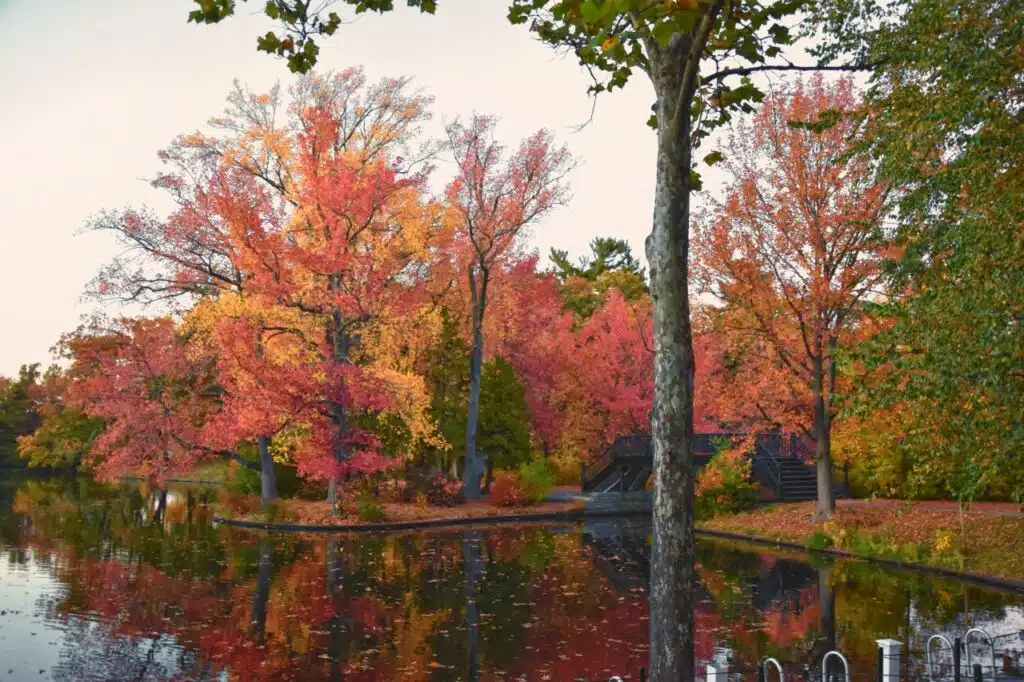 Trees with orange and red autumn leaves reflected in a pond next to a small footbridge.