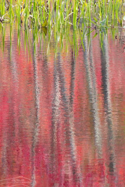 Swamp Maple Reflections