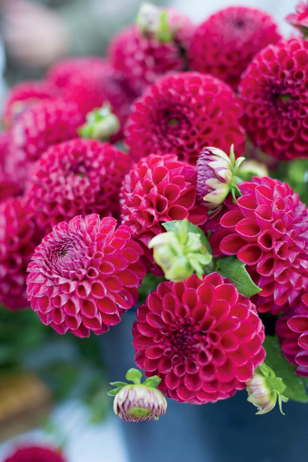 Growing Dahlias