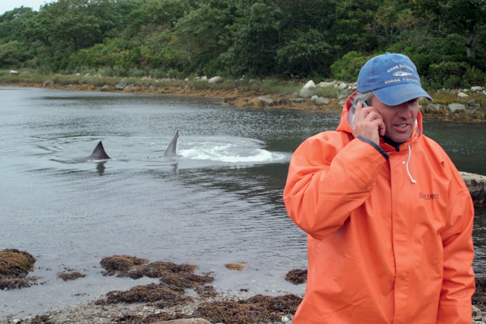 Greg Skomal on the Return of Great White Sharks in New England