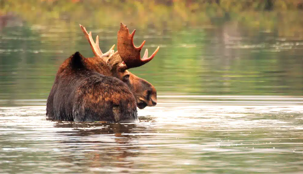 85 Best Things to Do in New England