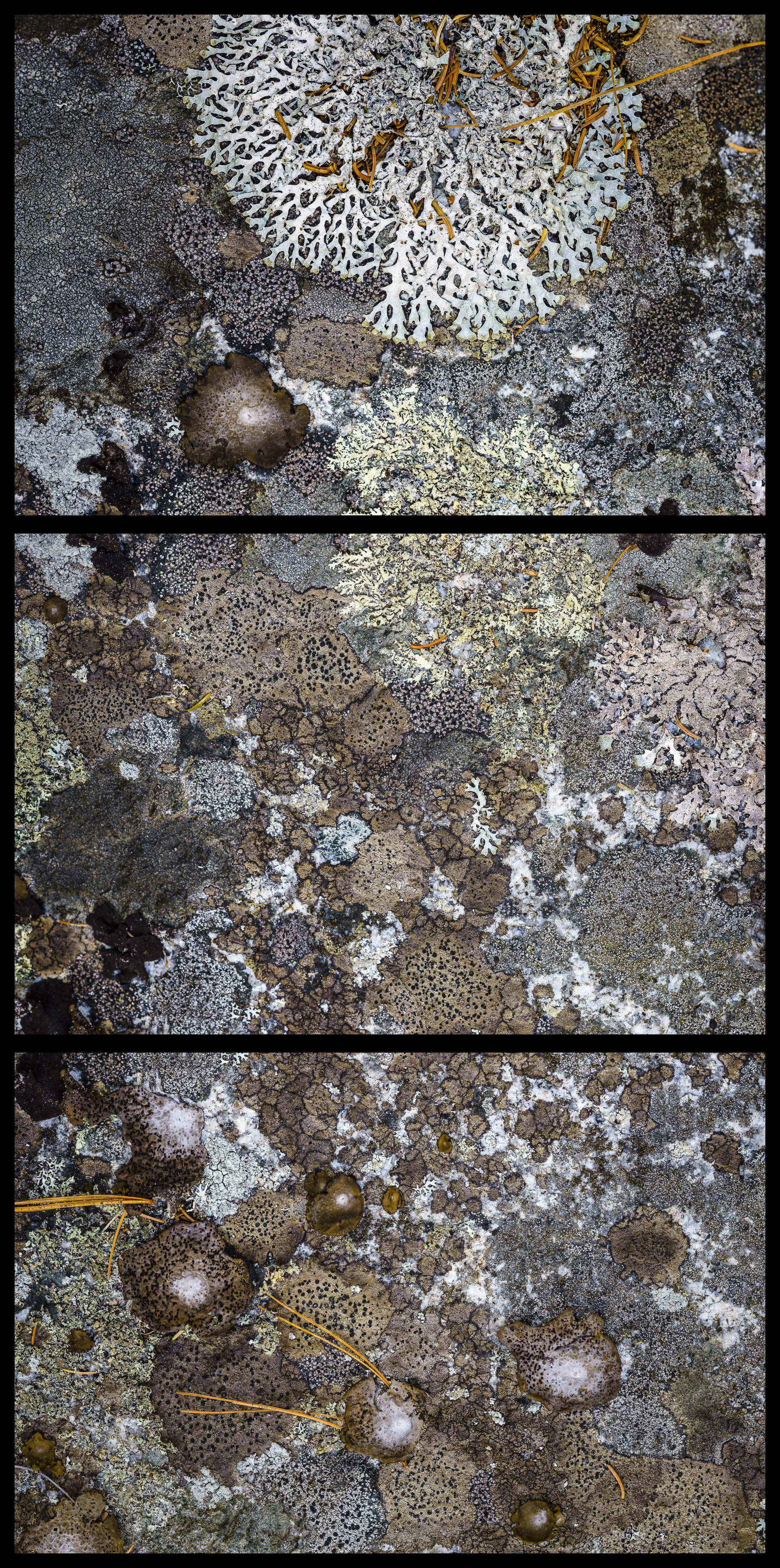 Lichens, Chase Quarry, Blue Hill, Maine, MMXIV