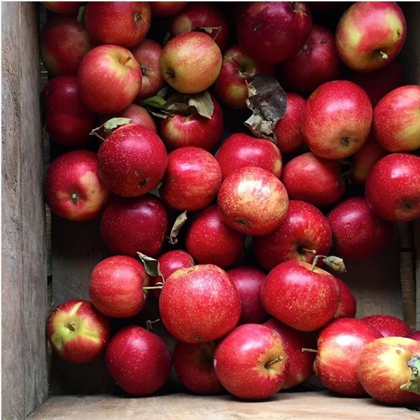 Gould Hill Farm, Contoocook, NH