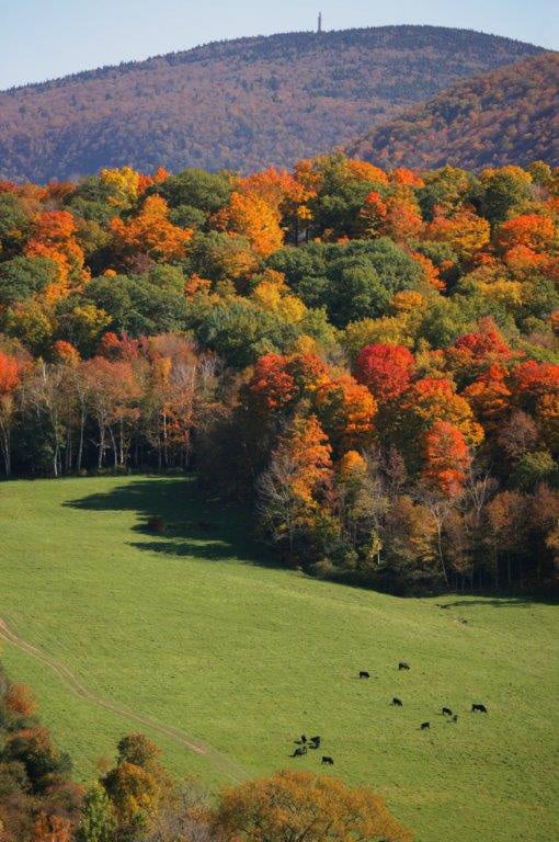 Mount Greylock, the state’s highest peak, looms over Green River Farm. 