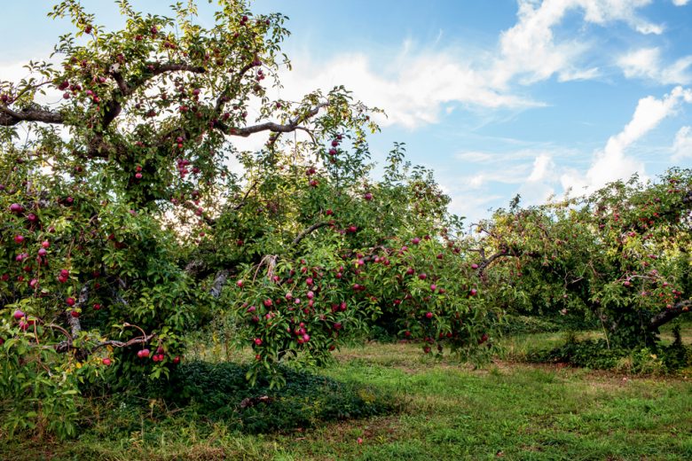 Once More to the Orchard | New Apple Recipes from The Apple Lover’s ...