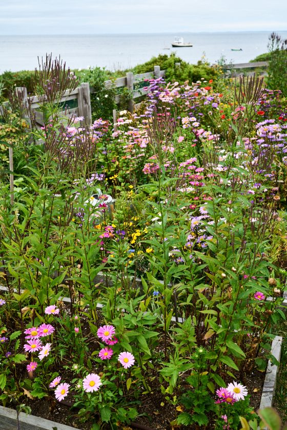 Scenes from Appledore Island Yankee Magazine