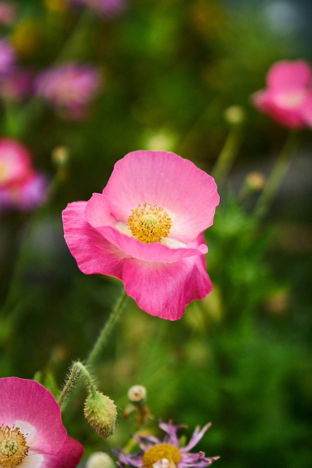 Scenes from Appledore Island Yankee Magazine