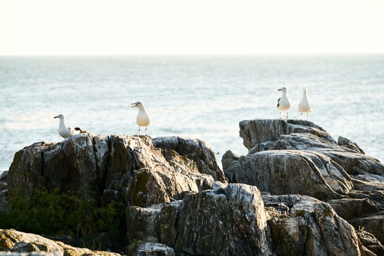 Birds on Rocks in Appledore