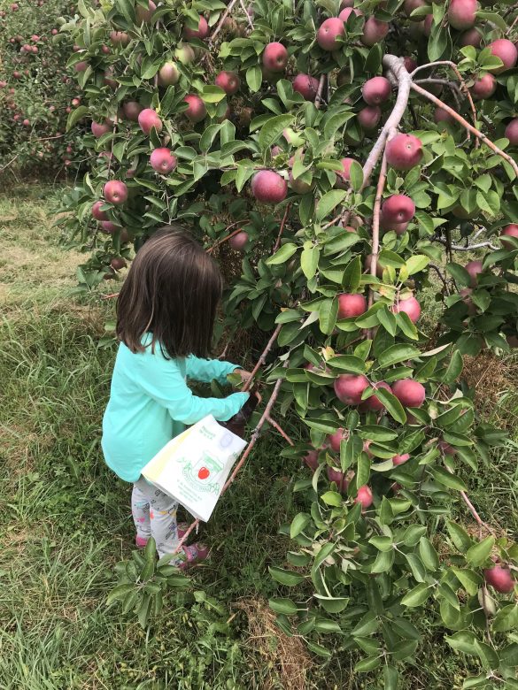 Apple Orchards Opening
