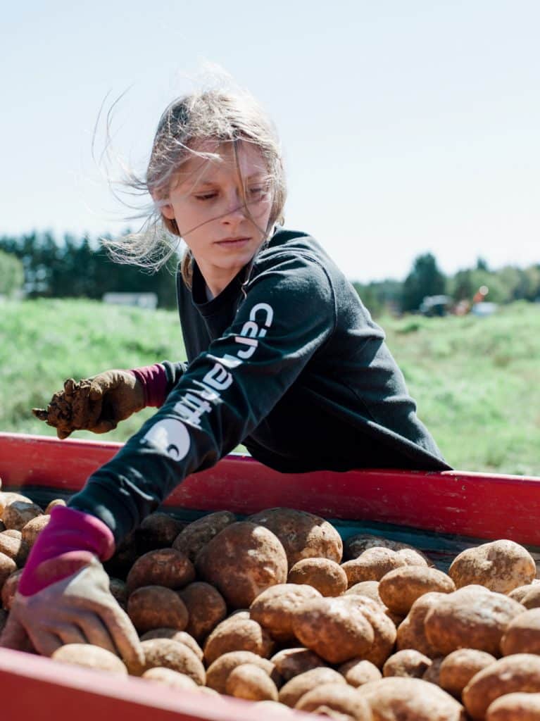 Lessons of the Field Maine's Aroostook County Potato Harvest New