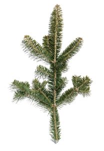 Balsam Fir