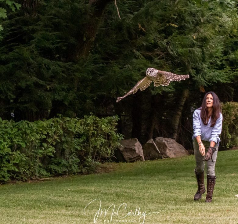 Barred Owl Release