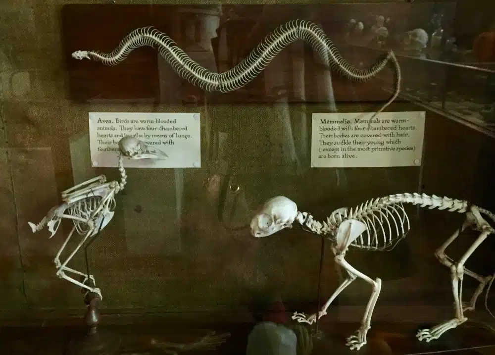 L.C. Bates Museum
