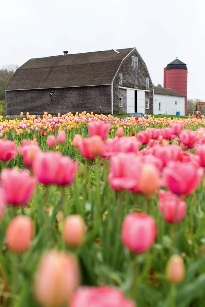 Wicked Tulips offers a taste of the Netherlands in Rhode Island.