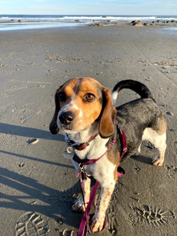 Best Dog-Friendly Beaches in New England-1 Jenness Beach Rye New Hampshire Dog
