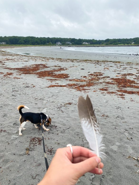 Best Dog-Friendly Beaches in New England-3