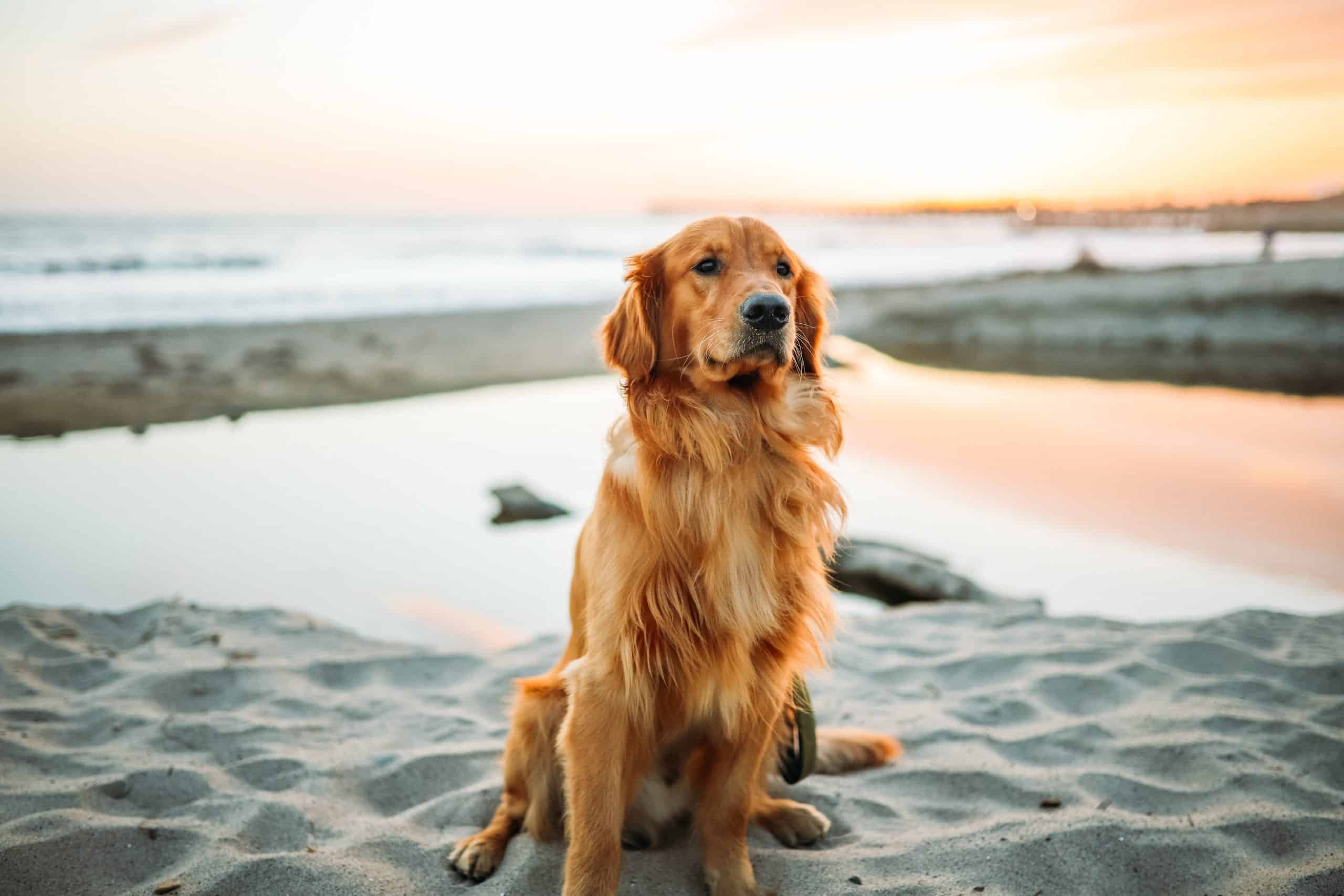 Best Dog Friendly Beaches in New England Justin Aiken FB