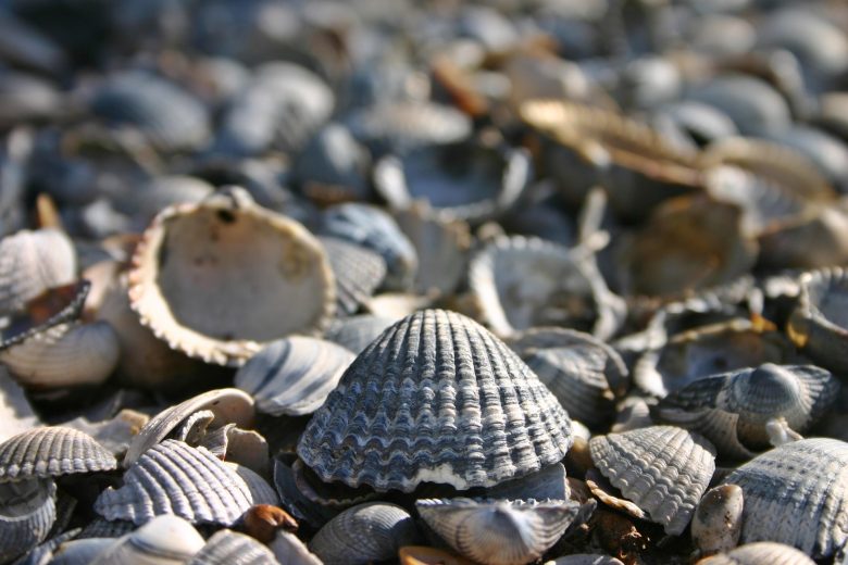 Best New England Beaches for Seashells