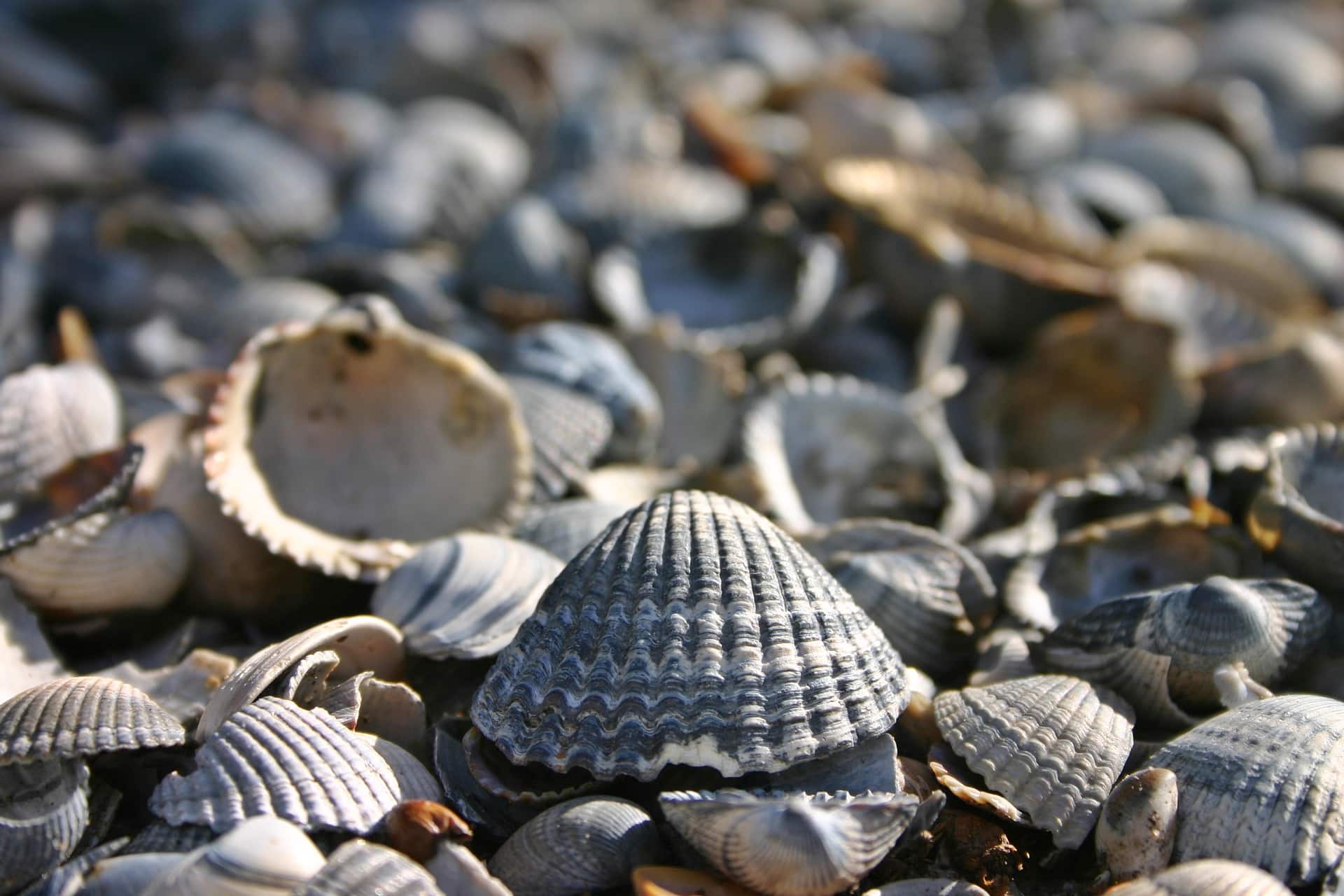 Best New England Beaches for Seashells Pixabay