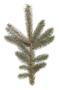 Blue Spruce