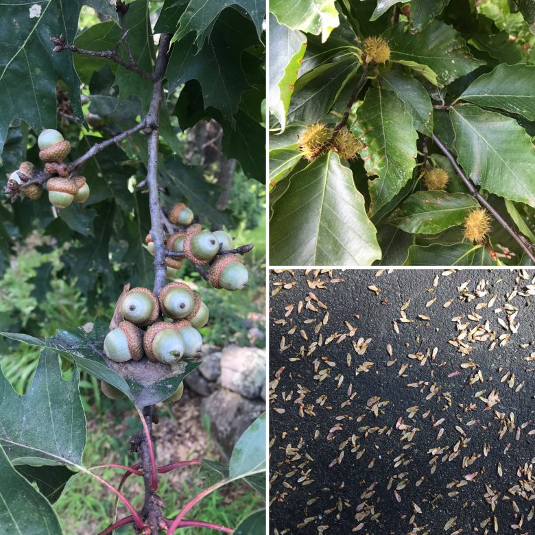 Acorns, Beechnuts and Maple Seeds