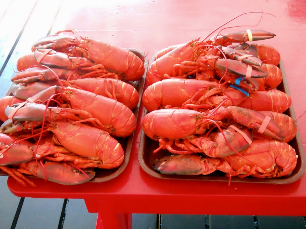 best time to visit new england for lobster