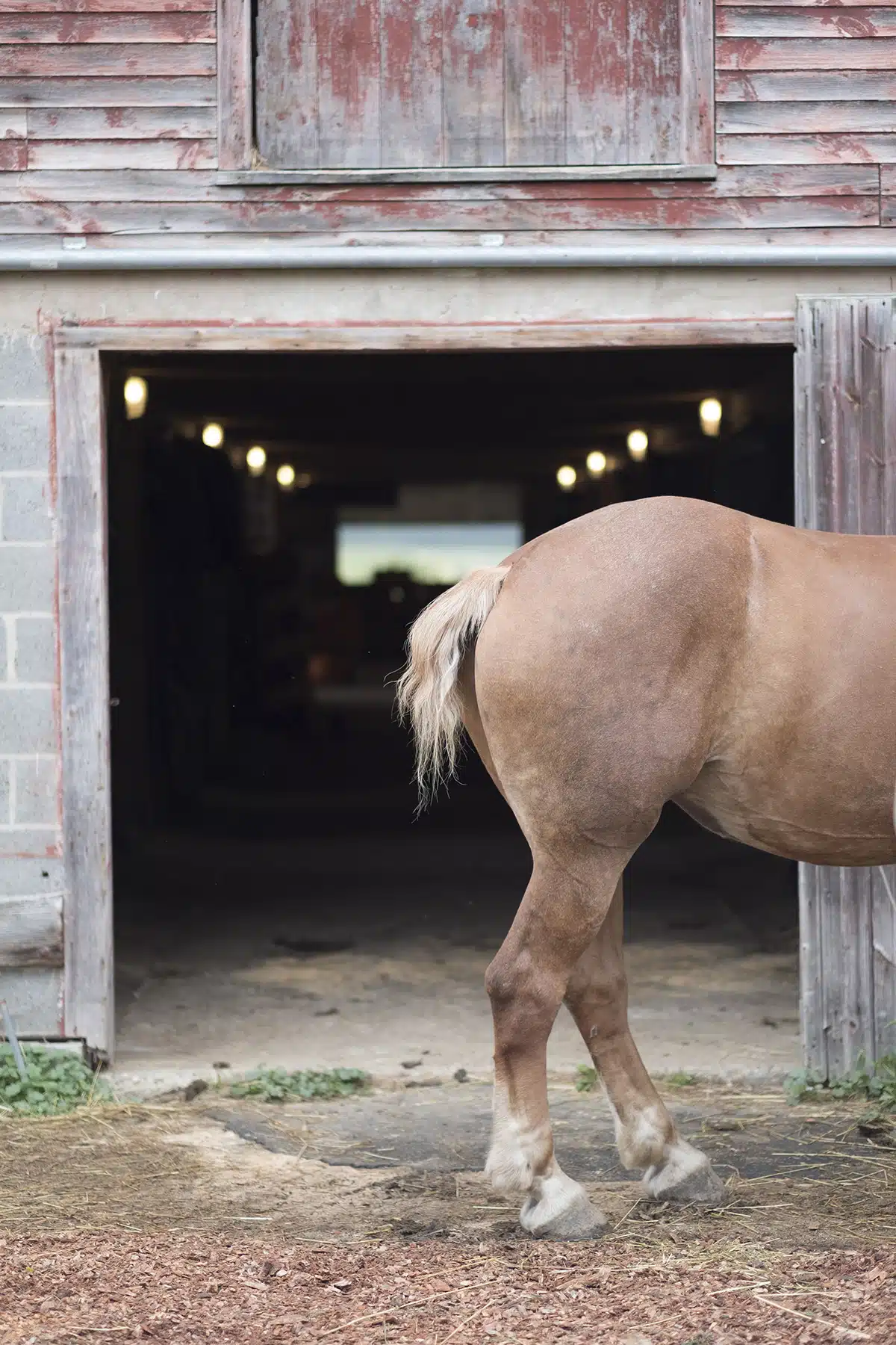Scenes from Coppal House Farm in Lee, New Hampshire