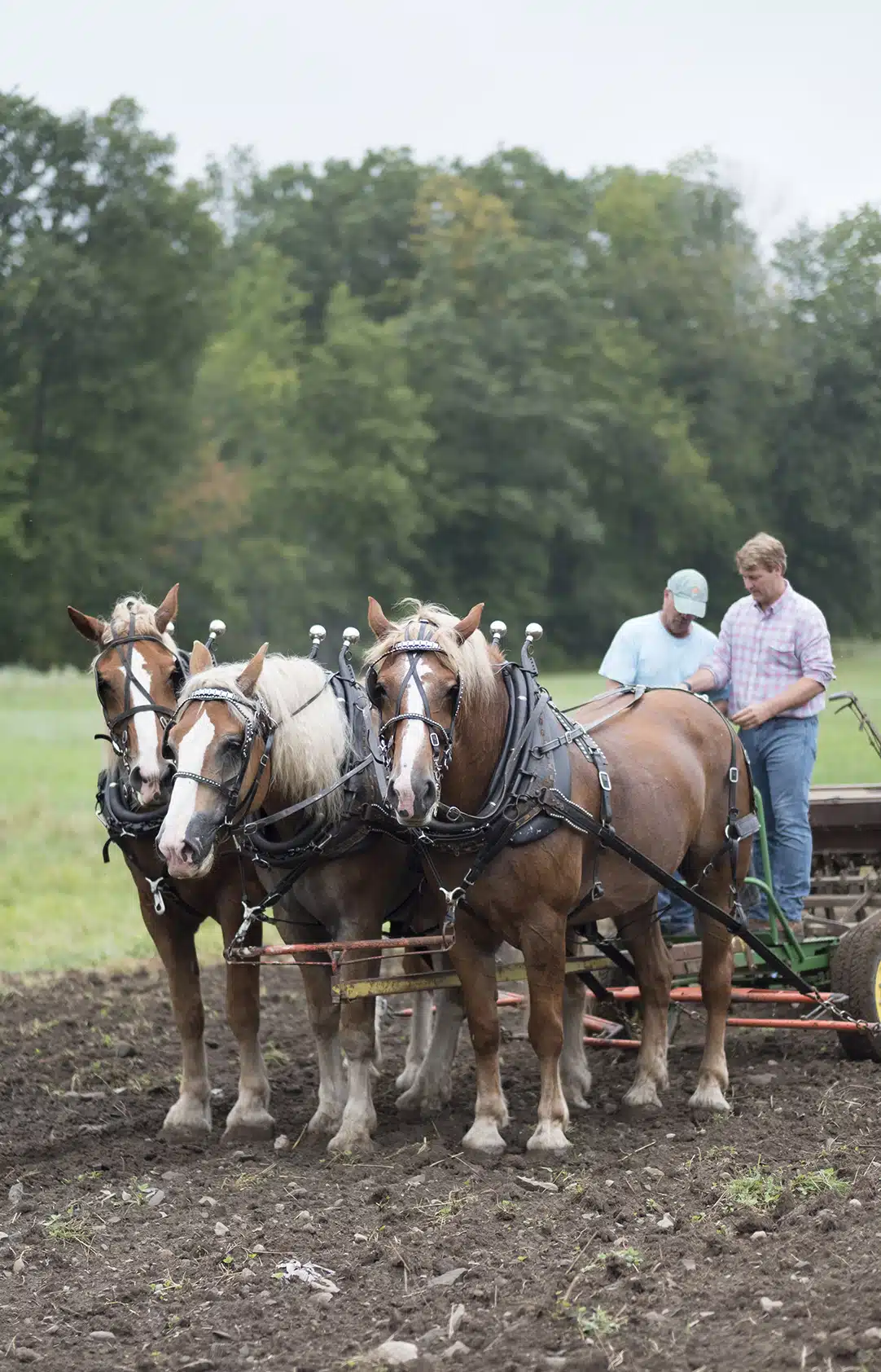 Scenes from Coppal House Farm in Lee, New Hampshire