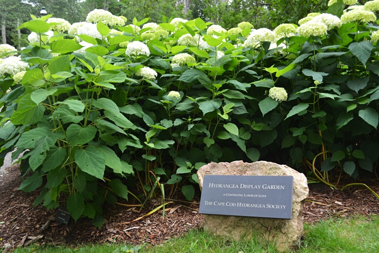 Hydrangeas are just one of the many beautiful flowers on display at Heritage. 