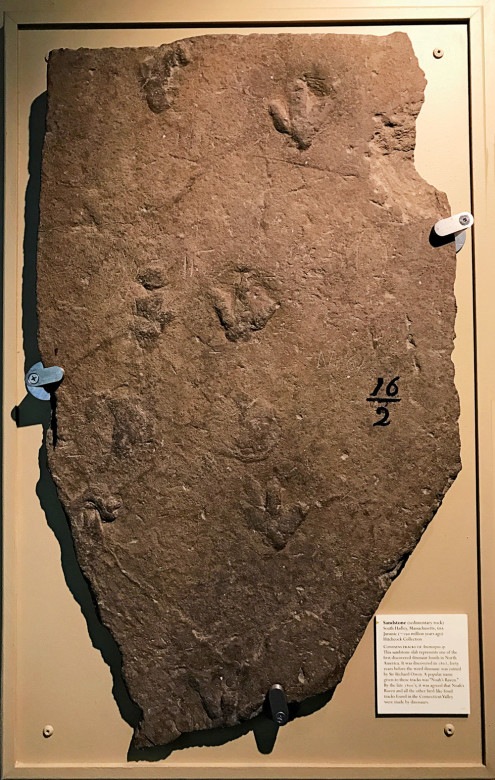 Unearthed in South Hadley in 1802 by a young boy named Pliny Moody, the first known specimen of dinosaur tracks is now a star attraction at Amherst College’s Beneski Museum of Natural History.