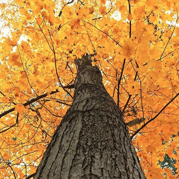 Beautiful golden tree in New England 