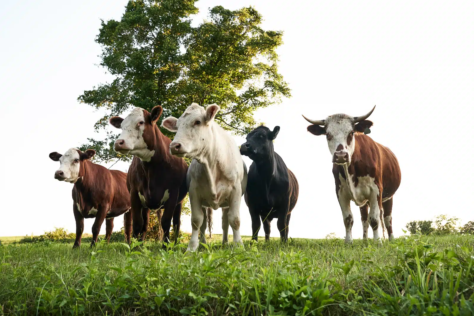 Scenes from the New England Farm Coast in Summer