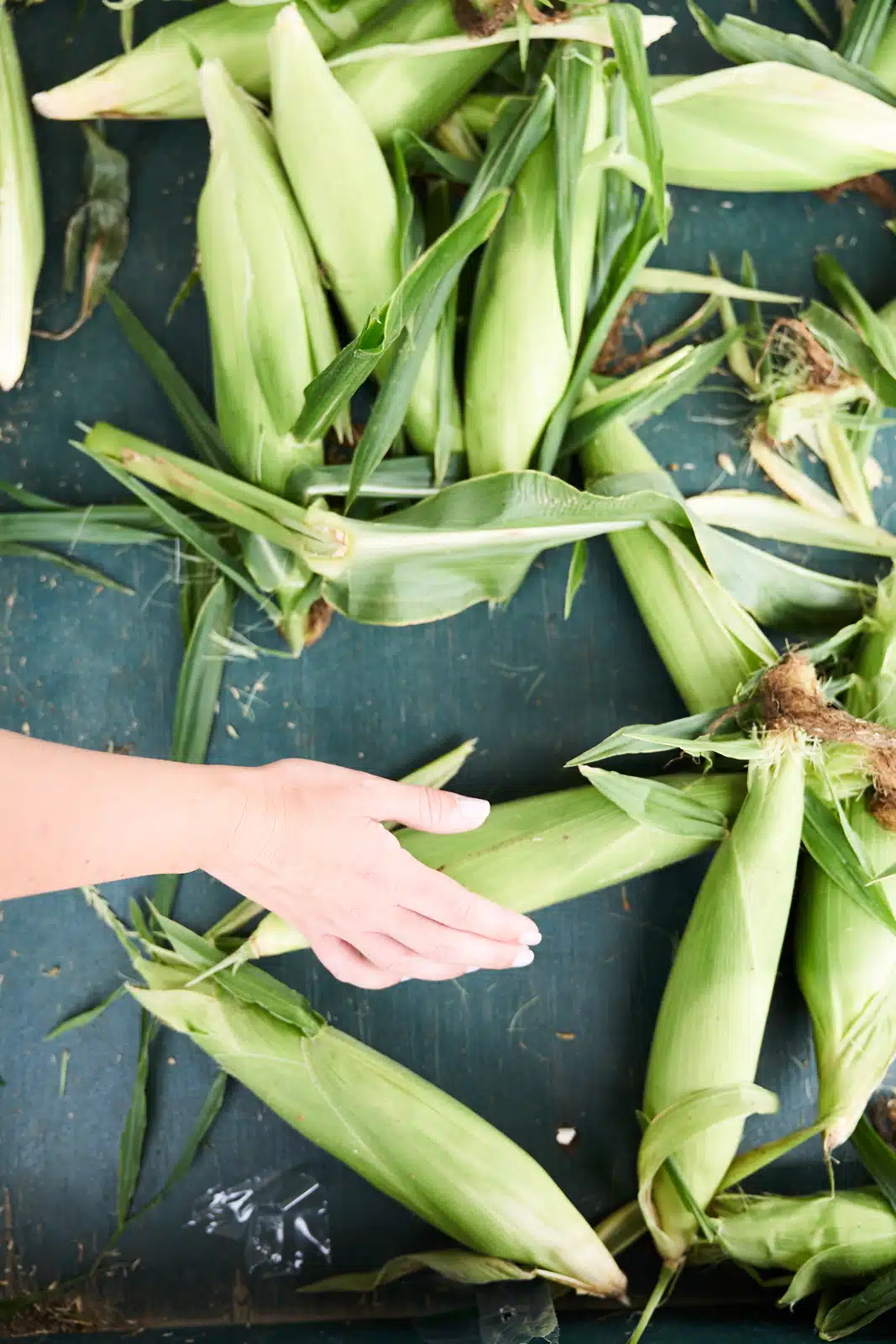 Scenes from the New England Farm Coast in Summer